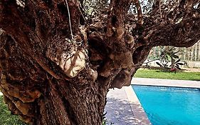 Olive Sense Villa